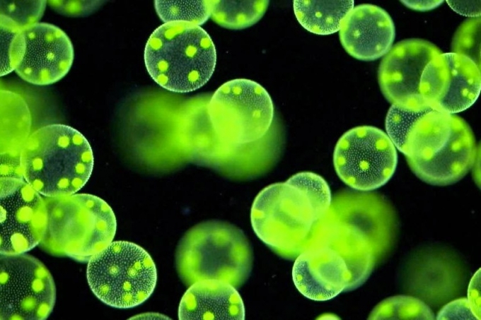 Клостридиум нам поможет!