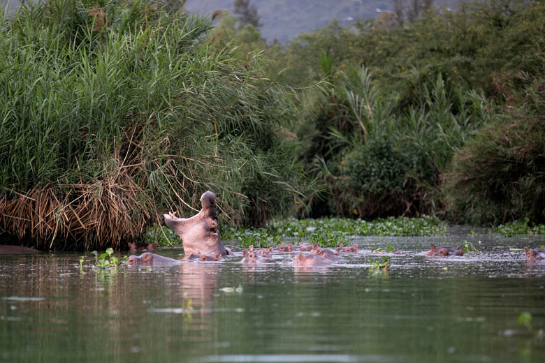 Кругосветное путешествие Алексея Камерзанова. Уганда